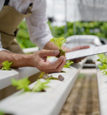 The Right way to Grow the Sisters of Field